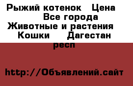 Рыжий котенок › Цена ­ 1 - Все города Животные и растения » Кошки   . Дагестан респ.